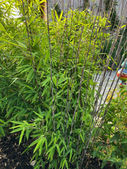 Fargesia nitida Black Pearl - weitere Ansicht